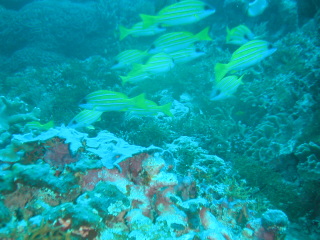 �t���[��