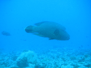 �t���[��