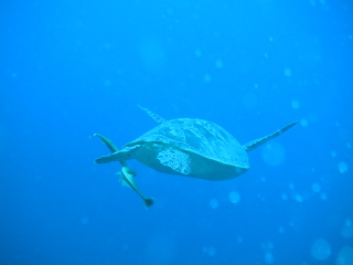 �t���[��