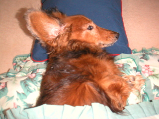 �t���[��