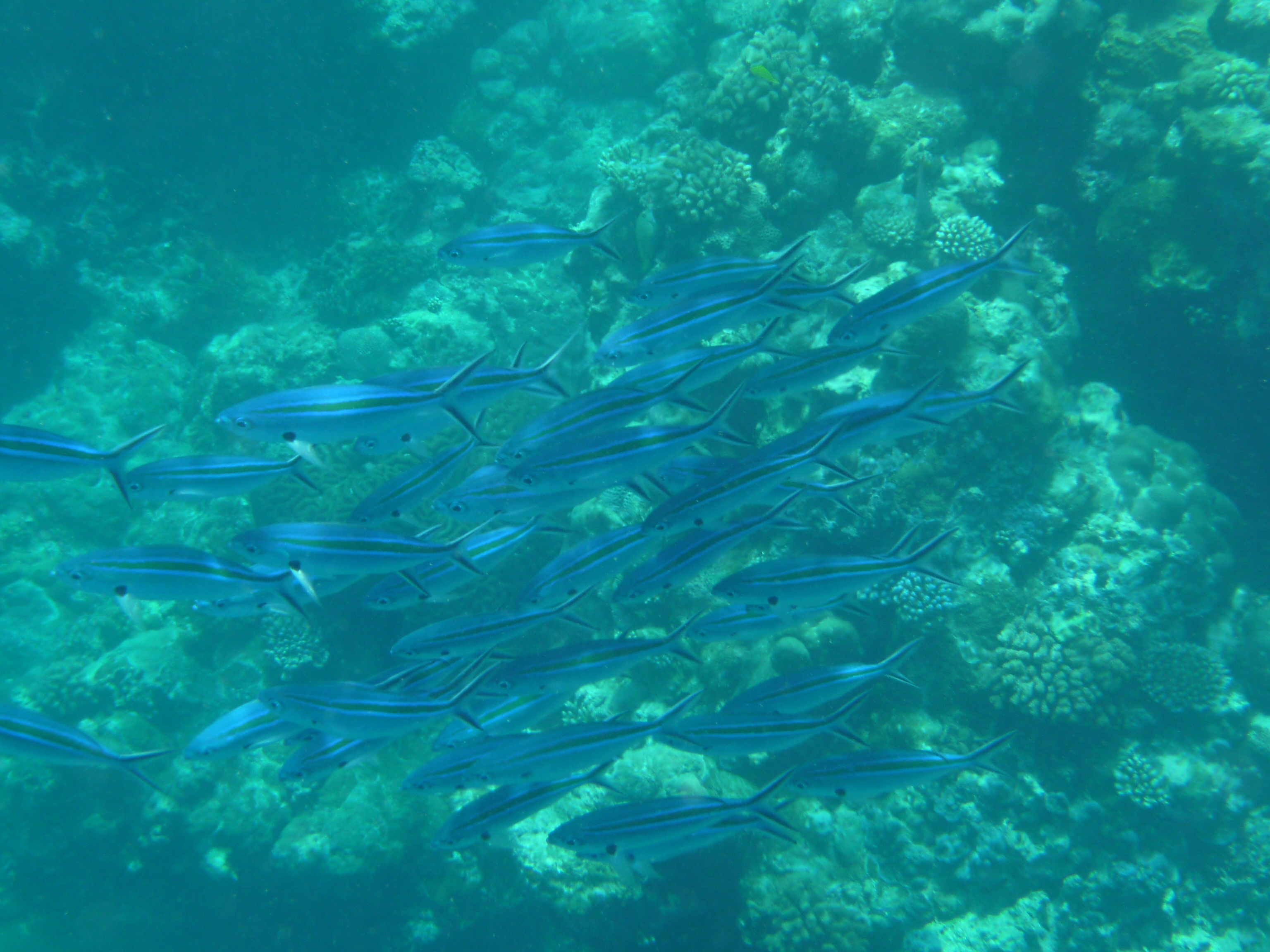 �t���[��