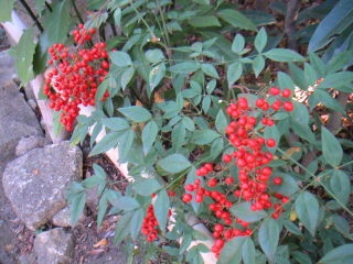 �t���[��