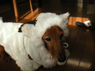 �t���[��