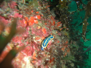 �t���[��