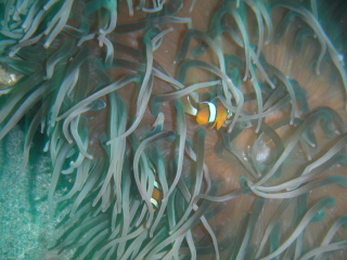 �t���[��