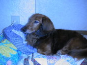 �t���[��