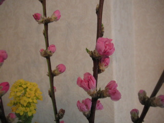 �t���[��