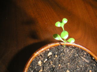 �t���[��